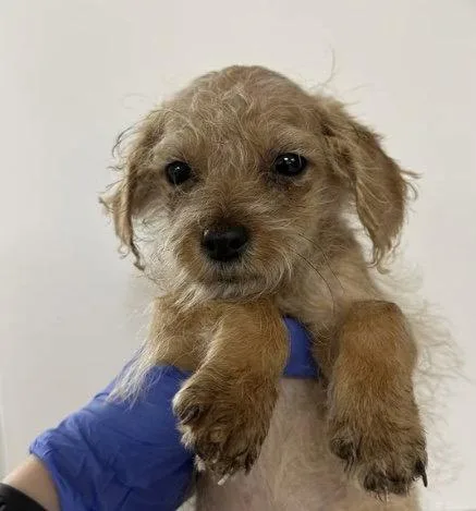 A baby medium-sized male Terrier dog named Regal CA for adoption in Hillside, IL