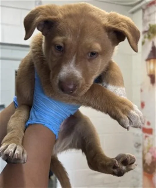 A baby small-sized male Pit Bull Terrier dog named Alvin for adoption in San Bernardino, CA