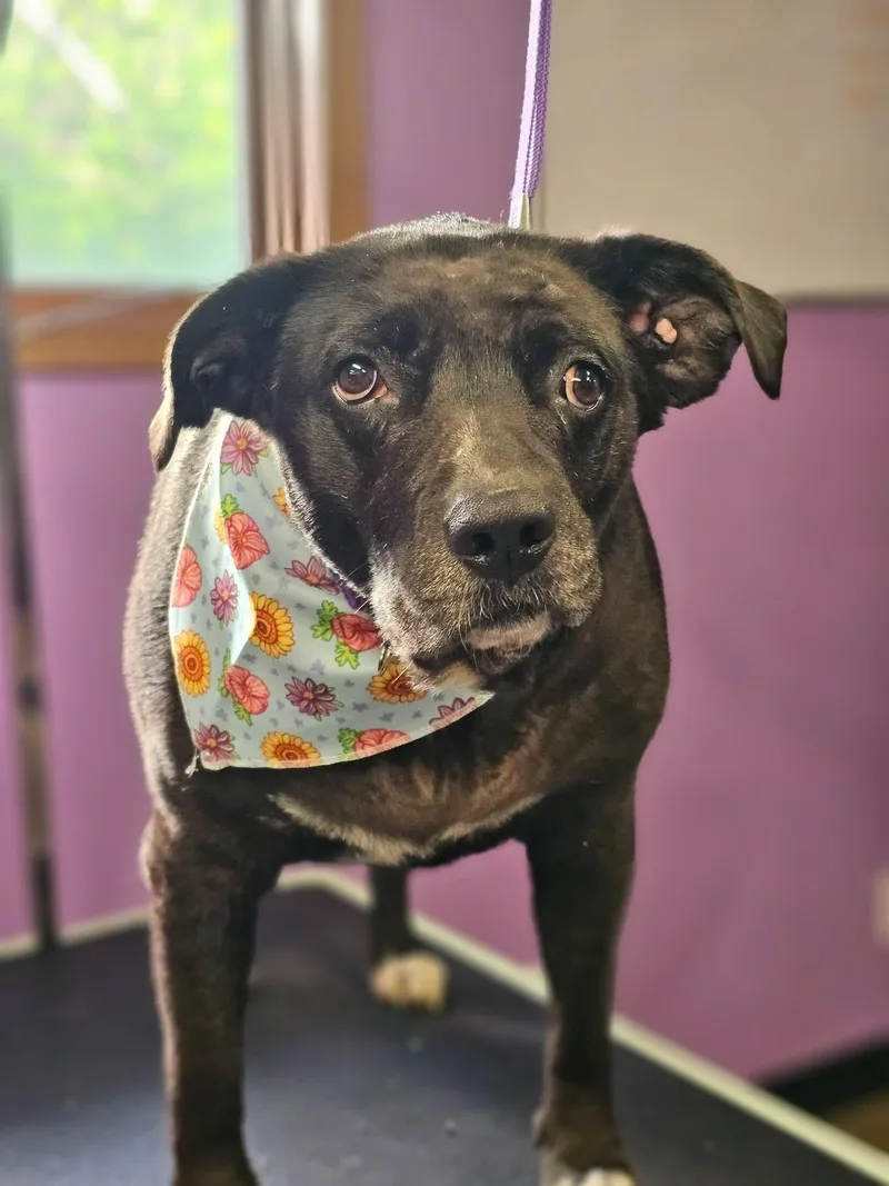An adult large-sized female Black Labrador Retriever dog named Sabrina for adoption in Toledo, OH