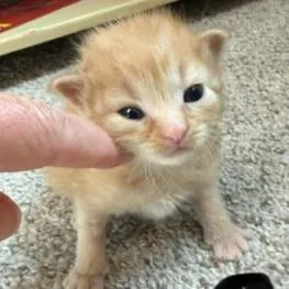 A baby small-sized male Orange / Red Domestic Medium Hair cat named Daddy Long Legs for adoption in Mount Juliet, TN