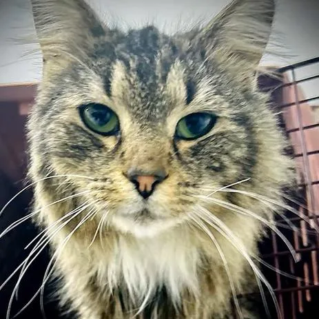 A young medium-sized female Brown / Chocolate Domestic Long Hair cat named Shelby for adoption in Manheim, PA