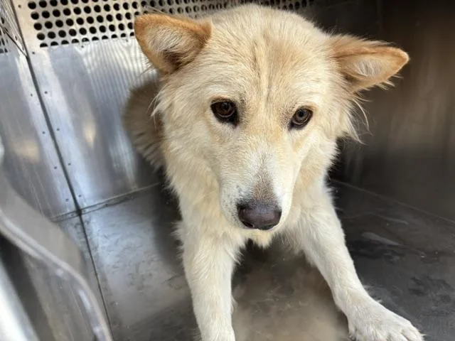 An adult large-sized male Australian Shepherd dog named Keeper for adoption in Phoenix, AZ