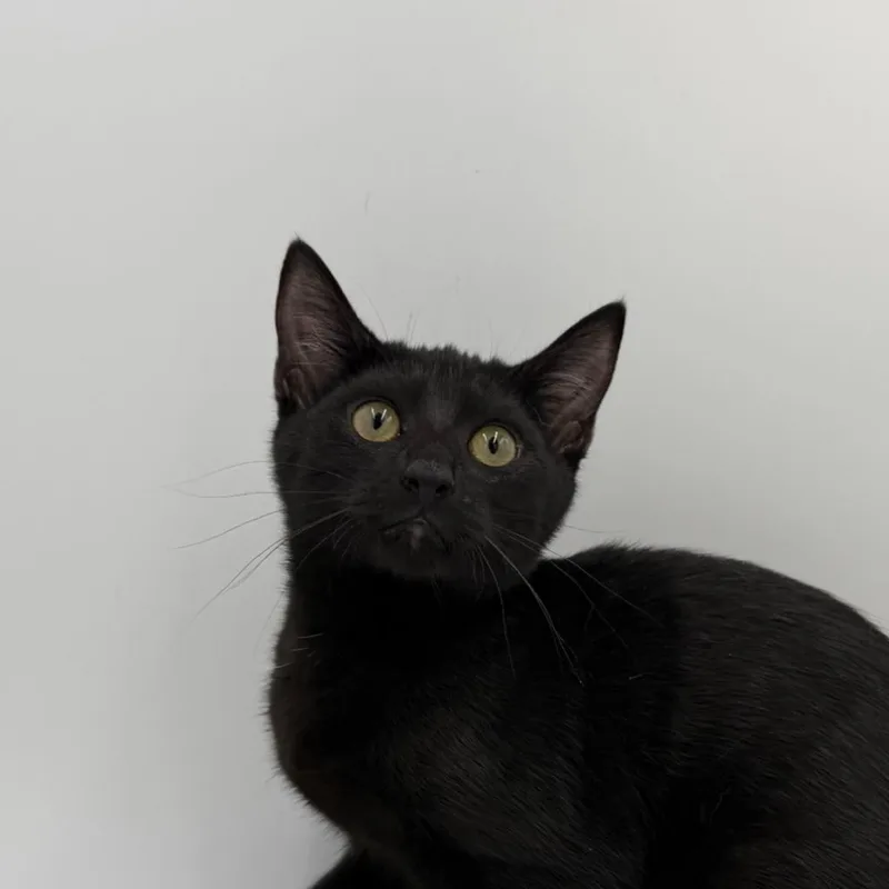 A baby small-sized female Domestic Short Hair cat named Blueberry Muffin for adoption in State College, PA