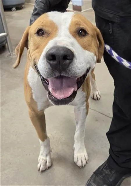 A young large-sized male Pit Bull Terrier dog named Bacon for adoption in Phoenix, AZ