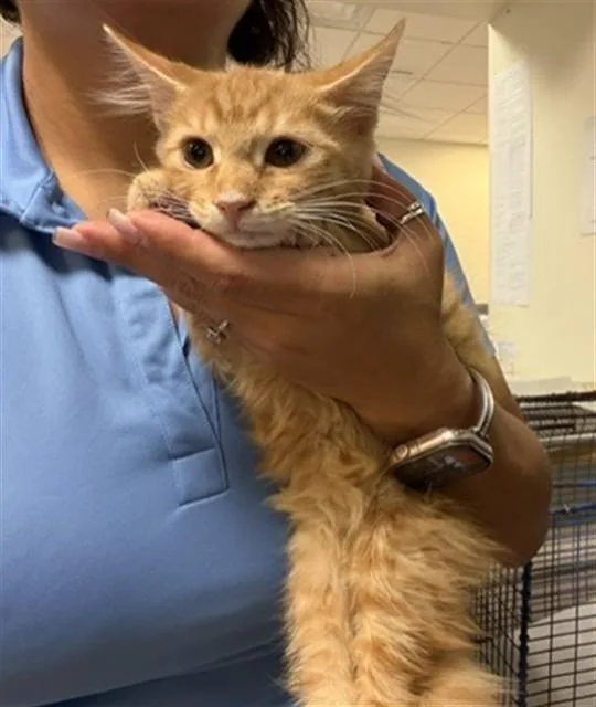 A baby small-sized female Domestic Short Hair cat named Cotton Ball for adoption in Miami, FL
