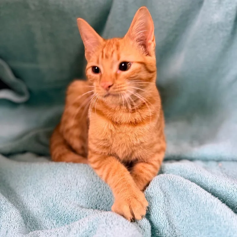 A baby small-sized female Orange / Red Domestic Short Hair cat named Clementine for adoption in Columbus, GA
