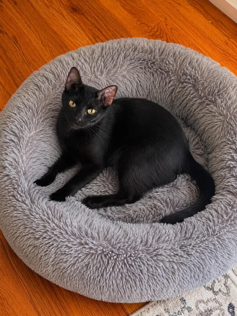 An adult medium-sized female Black Domestic Short Hair cat named Chanel for adoption in Belchertown, MA