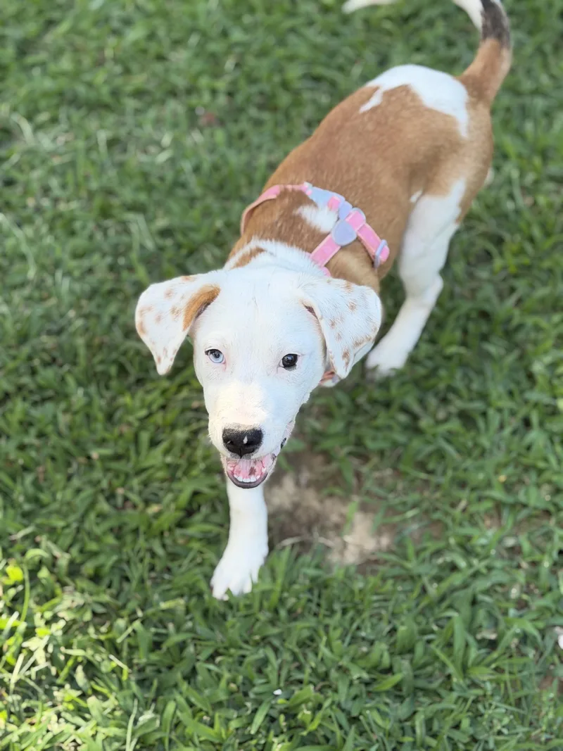 Darla