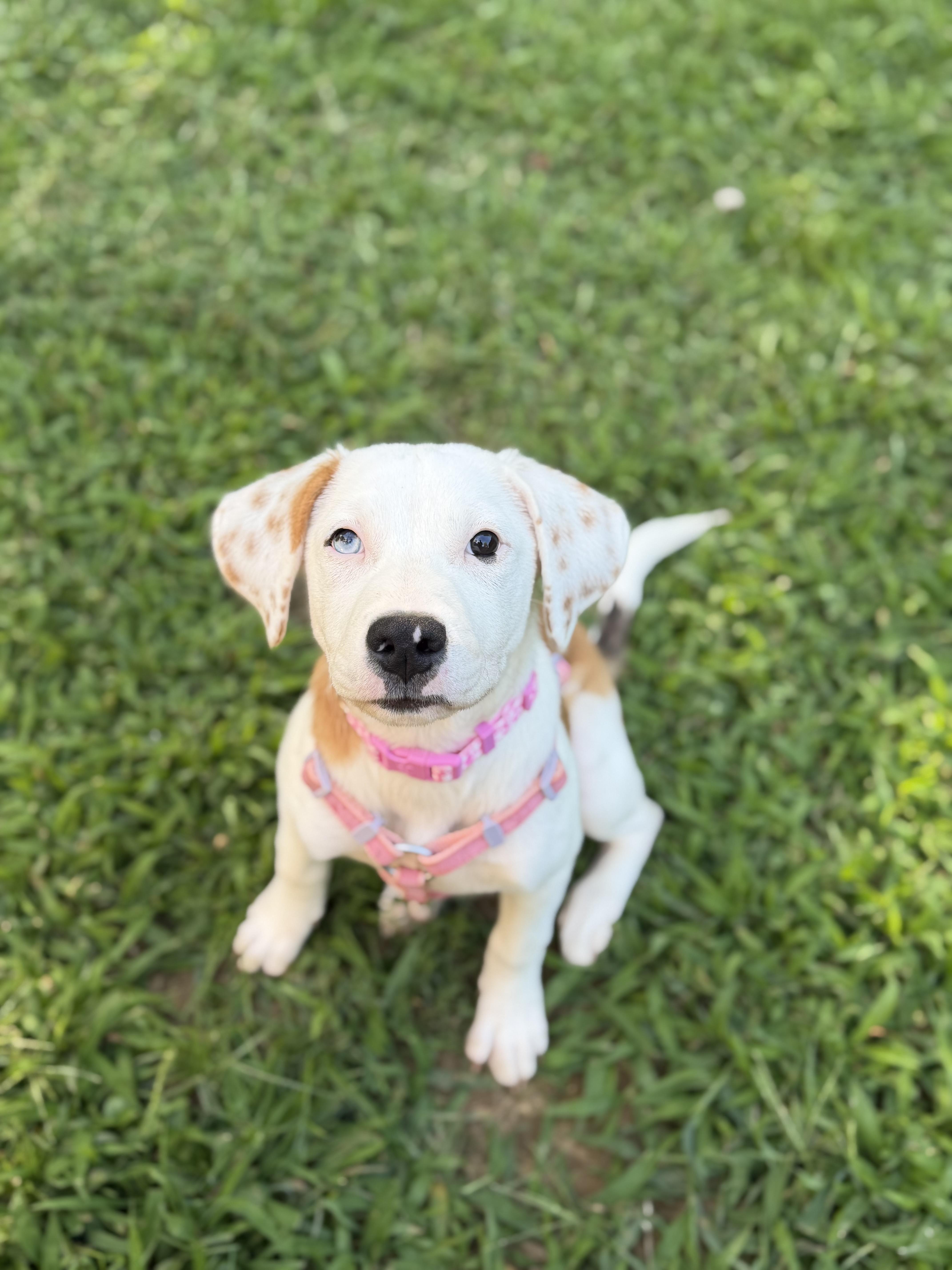 Darla thumbnail 2
