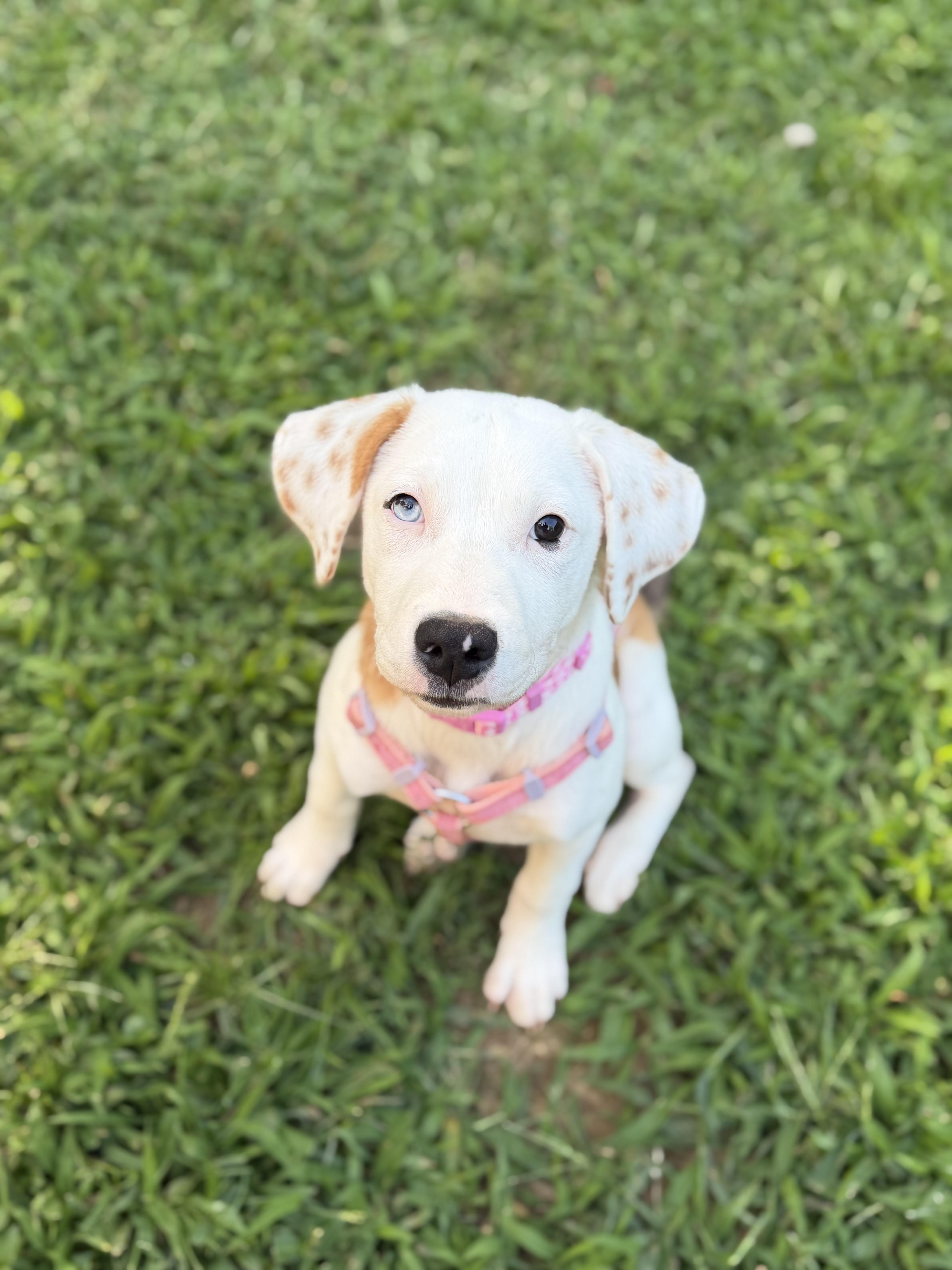 Darla thumbnail 3