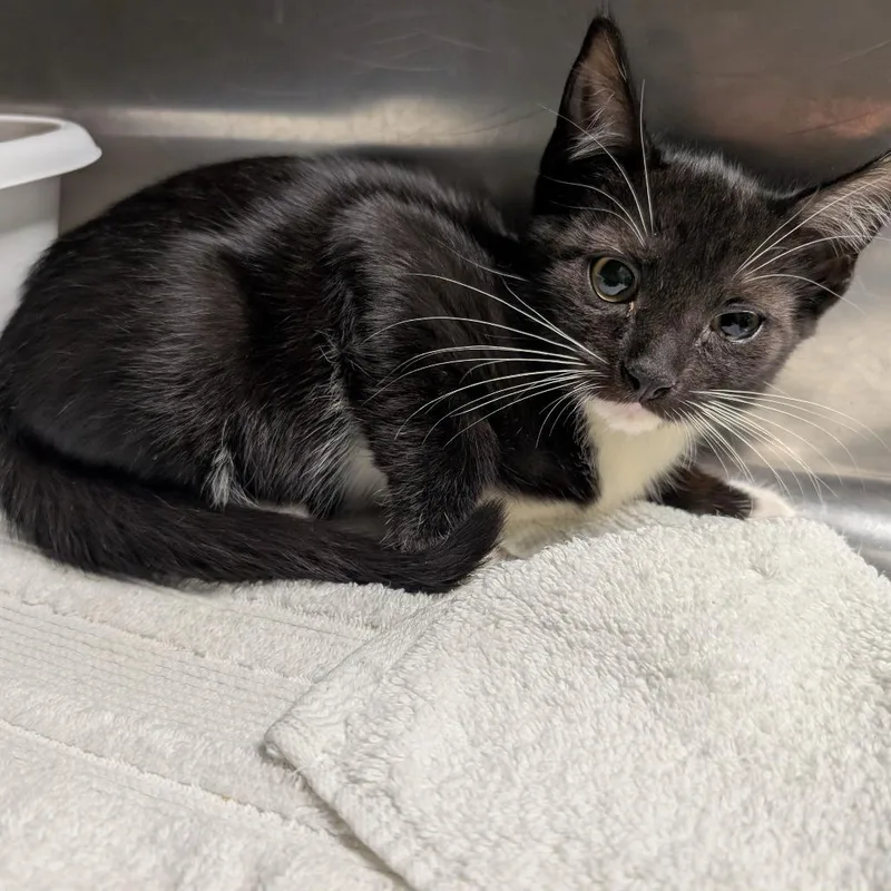 A baby small-sized male Black Domestic Short Hair cat named Aragorn for adoption in Titusville, FL
