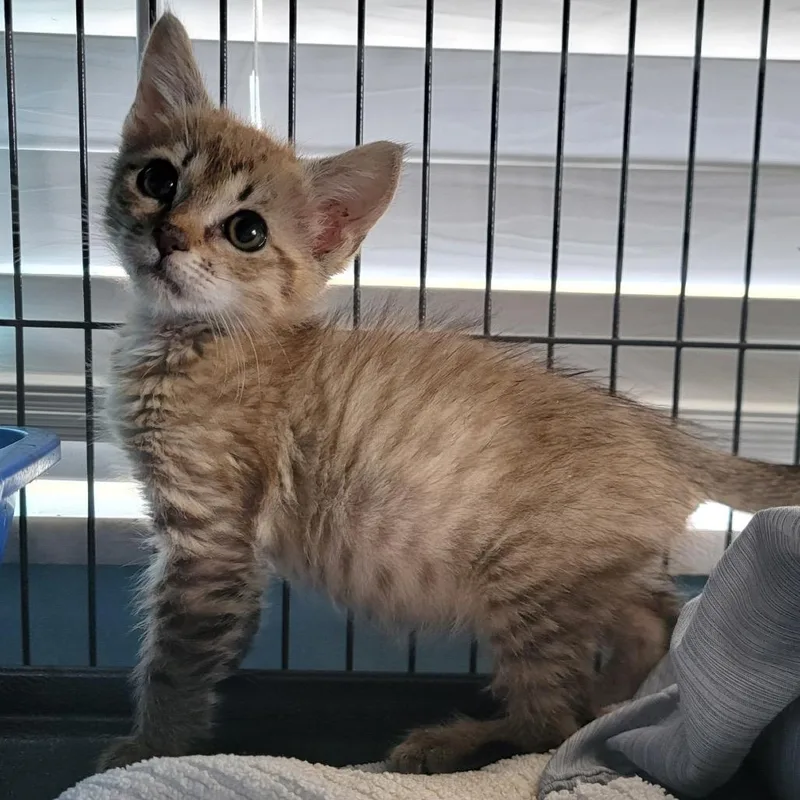A baby small-sized female Brown / Chocolate Domestic Short Hair cat named Purrlina for adoption in Port Richey, FL
