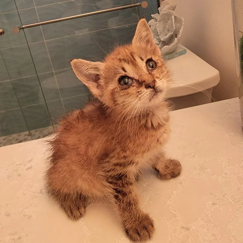 Purrlina thumbnail 2