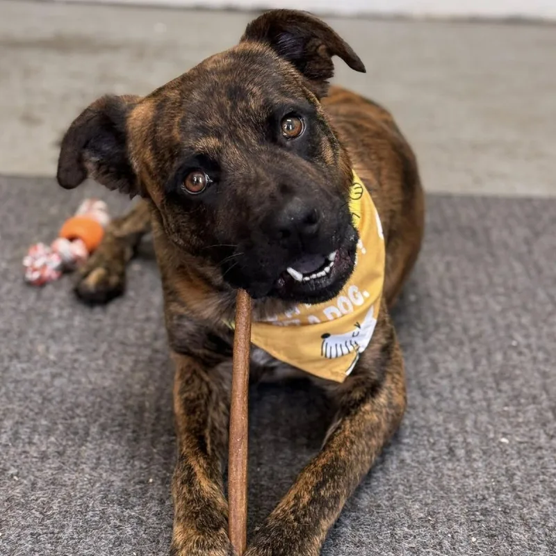 An adult medium-sized male Black Mixed Breed dog named Kimbo for adoption in Falls Church, VA