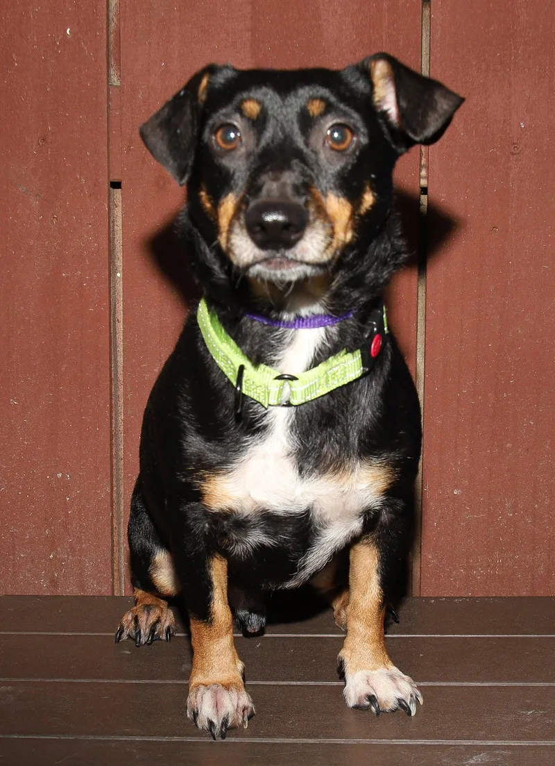 An adult medium-sized male Manchester Terrier dog named Zues for adoption in Oakland Park, FL