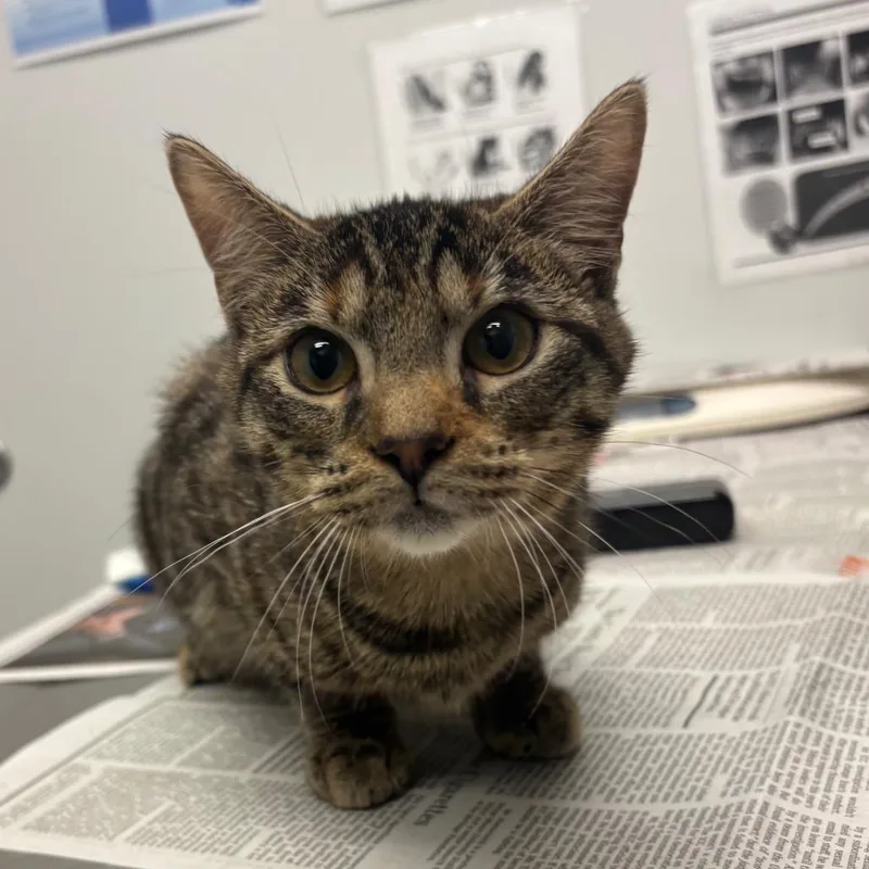 A baby medium-sized female Domestic Short Hair cat named Kiki for adoption in Jacksonville, FL