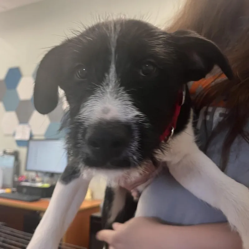 A baby medium-sized male Terrier dog named Waylen for adoption in Cumming, GA
