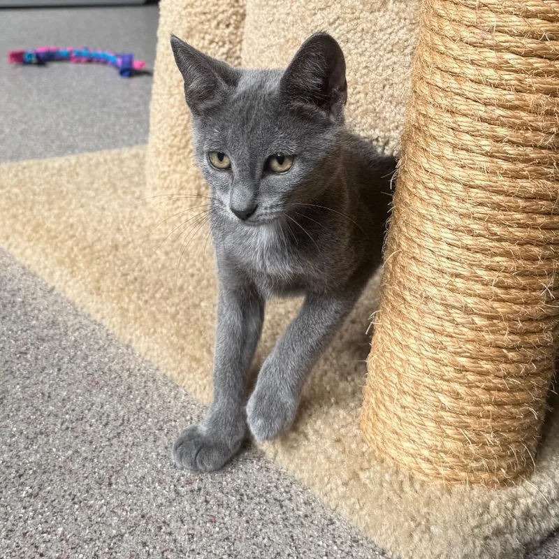 A baby small-sized male Domestic Short Hair cat named Puffy for adoption in Sarasota, FL