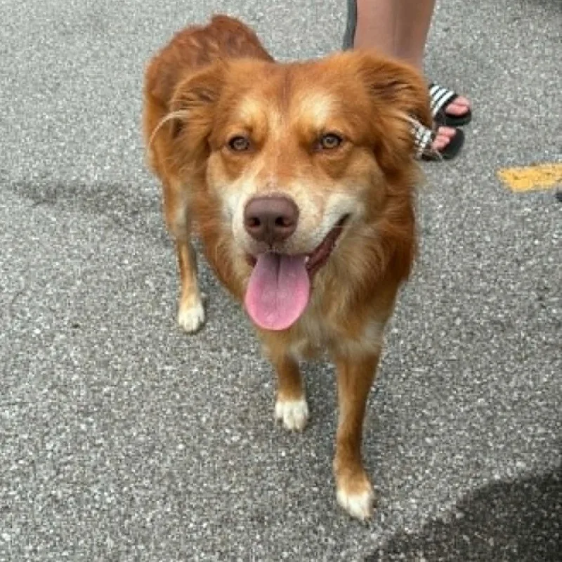 An adult medium-sized male Red / Chestnut / Orange Australian Shepherd dog named Zorro for adoption in Melbourne, KY