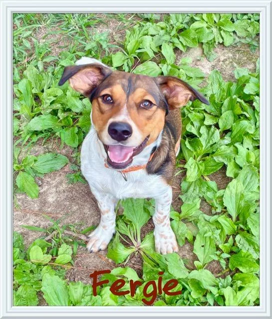 A young small-sized female Beagle dog named Fergie for adoption in Farmingdale, NY