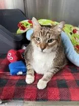 A senior extra large-sized male Domestic Short Hair cat named Thor for adoption in Manitowoc, WI