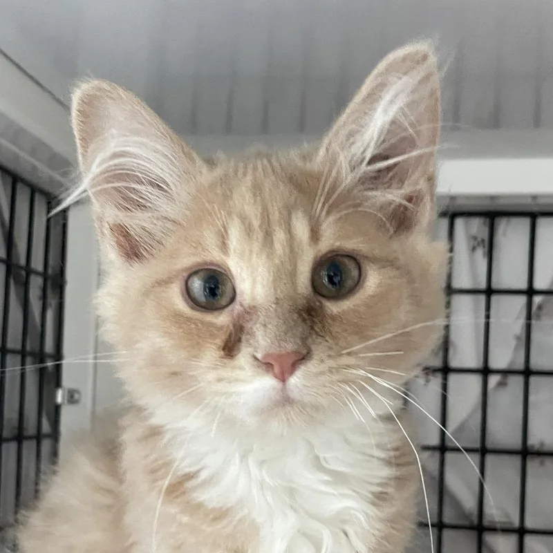 A baby small-sized male Buff / Tan / Fawn Domestic Medium Hair cat named Lane for adoption in Chicago, IL