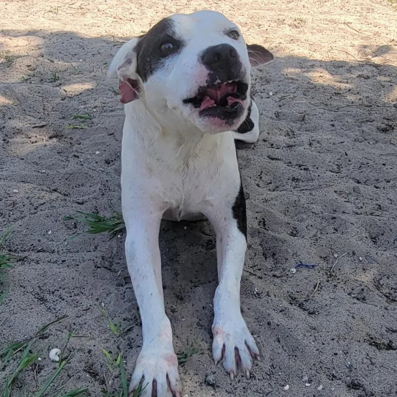 An adult medium-sized male Brindle Mixed Breed dog named Buzz for adoption in Lake Panasoffkee, FL