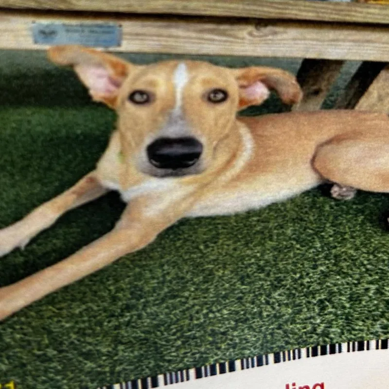 An adult medium-sized male Yellow / Tan / Blond / Fawn Mixed Breed dog named Ferguson for adoption in Jupiter, FL
