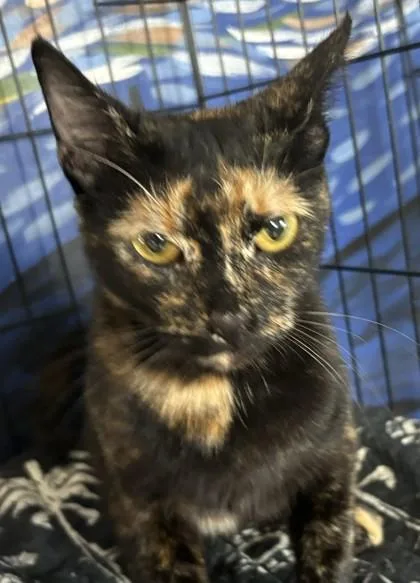 An adult medium-sized female Domestic Short Hair cat named Layla for adoption in West Memphis, AR