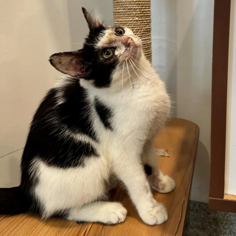 A young small-sized female Domestic Short Hair cat named Starlight for adoption in Washington Township, OH