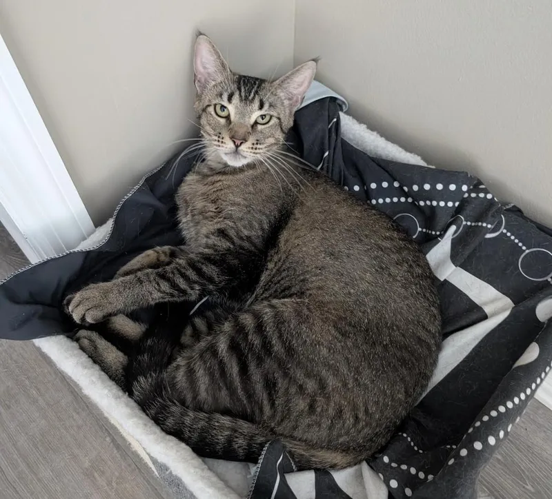 A young medium-sized female Tabby (Buff / Tan / Fawn) Maine Coon cat named Faith Hill & Carrie for adoption in Cincinnati, OH