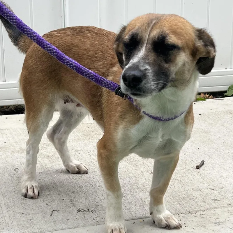 An adult small-sized female White / Cream Terrier dog named Roink for adoption in Chicago, IL