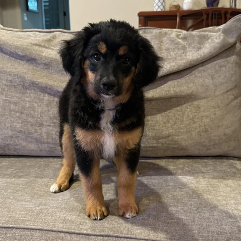 A baby large-sized female Australian Shepherd dog named Akira Lux for adoption in Fort Worth, TX
