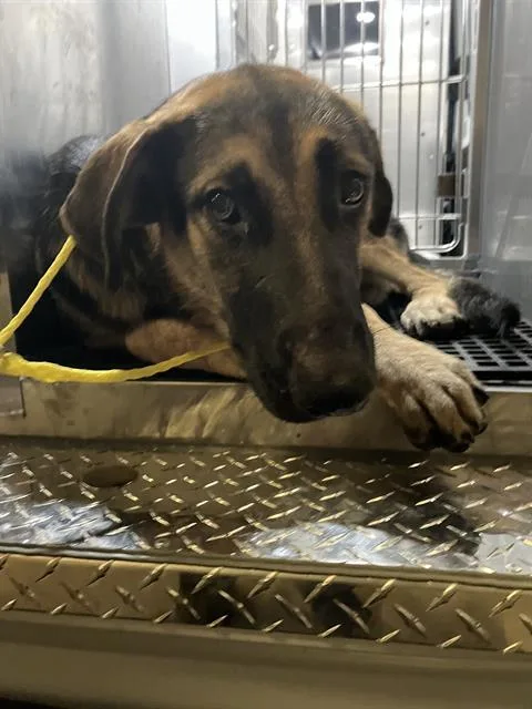 A young large-sized male German Shepherd Dog dog named Houdini for adoption in Dallas, TX