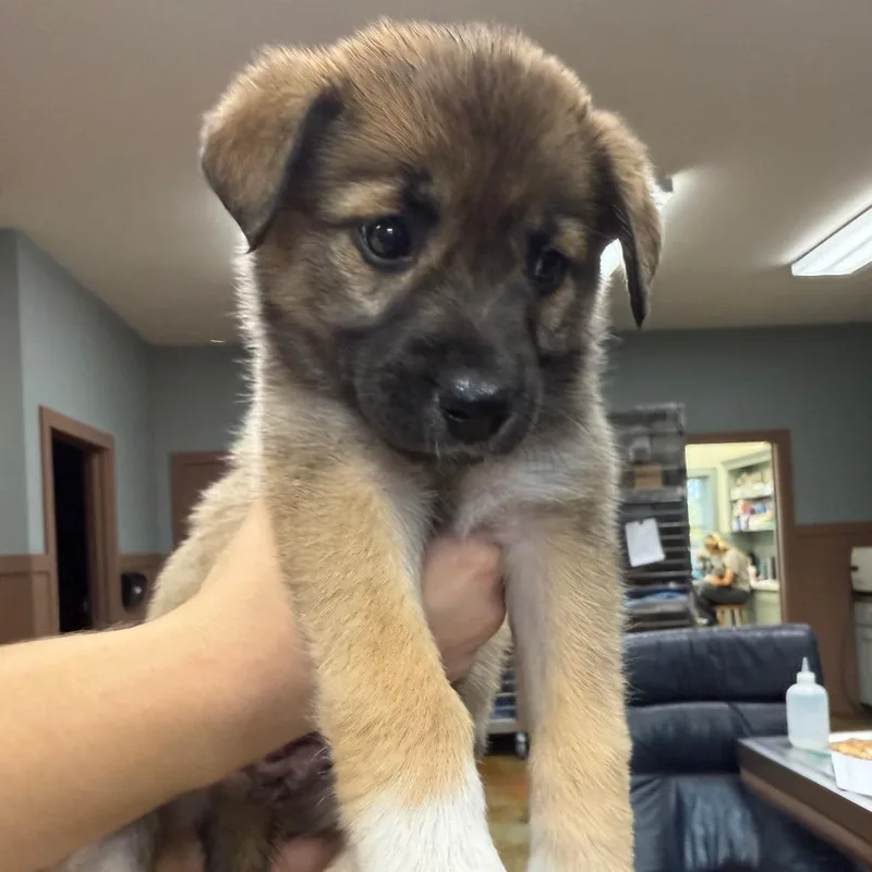 A baby medium-sized female Brown / Chocolate Mixed Breed dog named Blk Mask Female for adoption in Montgomery, TX