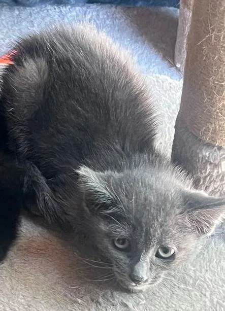 A baby medium-sized male Gray / Blue / Silver Domestic Short Hair cat named Ozzy for adoption in Omaha, NE