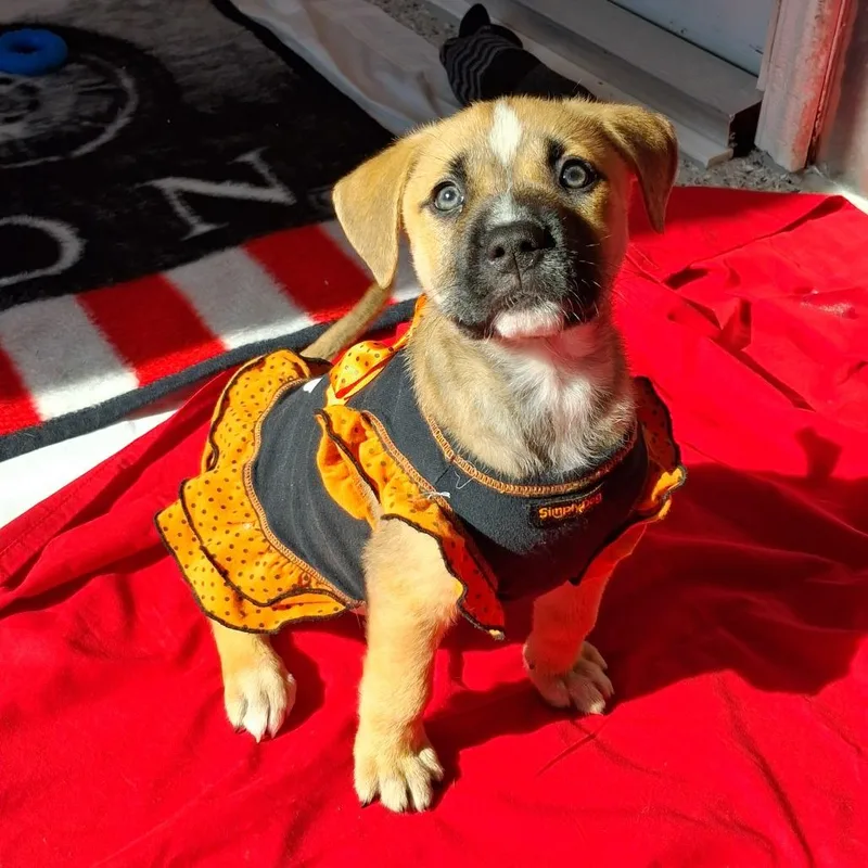 A baby medium-sized female Yellow / Tan / Blond / Fawn Catahoula Leopard Dog named Nola for adoption in Freeport, FL