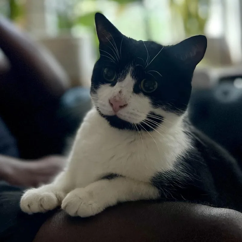 An adult medium-sized female Black Domestic Short Hair cat named Luly for adoption in Westhampton, NY