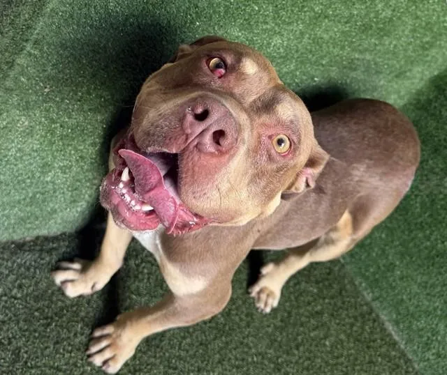 A young medium-sized male Staffordshire Bull Terrier dog named Brownie for adoption in Lancaster, CA