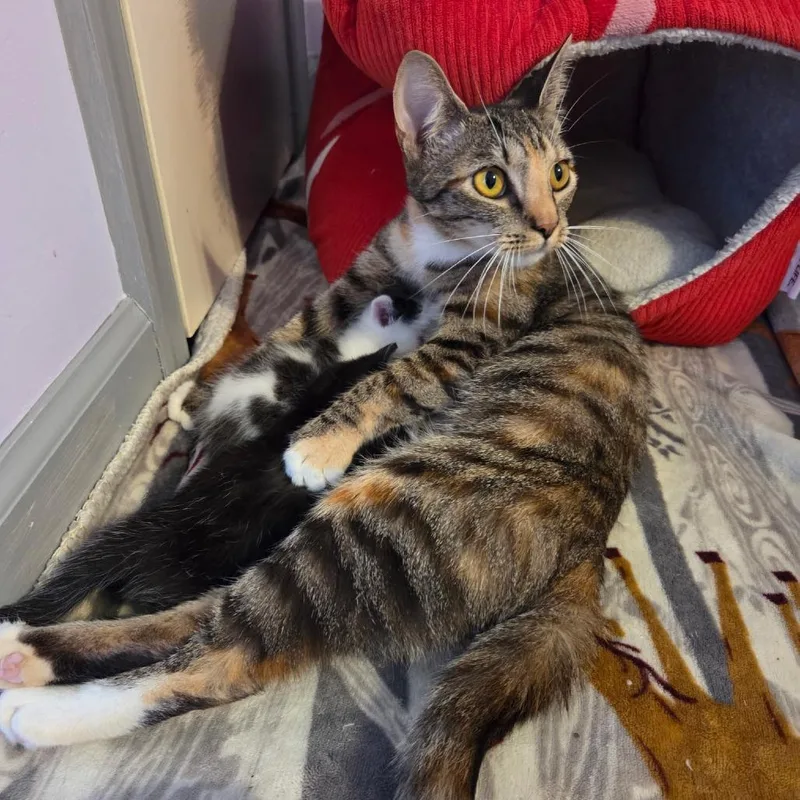 An adult medium-sized female Torbie Domestic Short Hair cat named Moana for adoption in Harrisonburg, VA