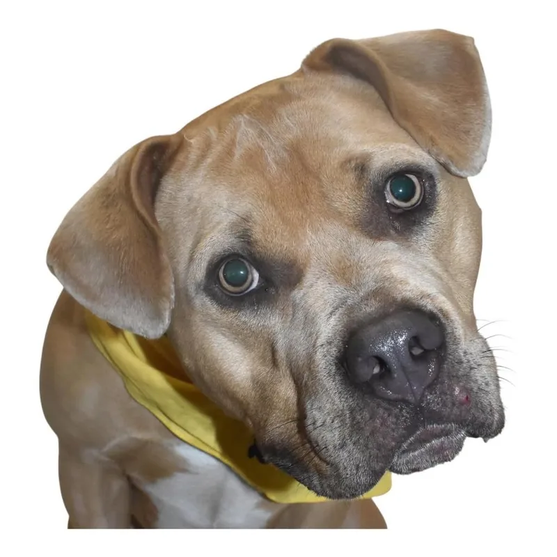 A young large-sized male Pit Bull Terrier dog named Luca for adoption in Springfield, OH