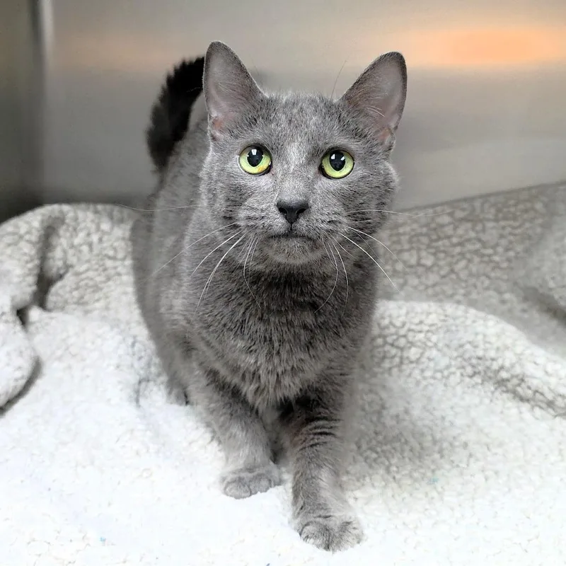 An adult medium-sized female Gray / Blue / Silver Domestic Short Hair cat named Sissy for adoption in Michigan City, IN