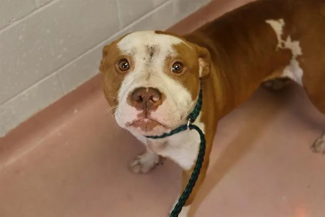 A young medium-sized male Mixed Breed dog named Huck for adoption in Columbia, SC