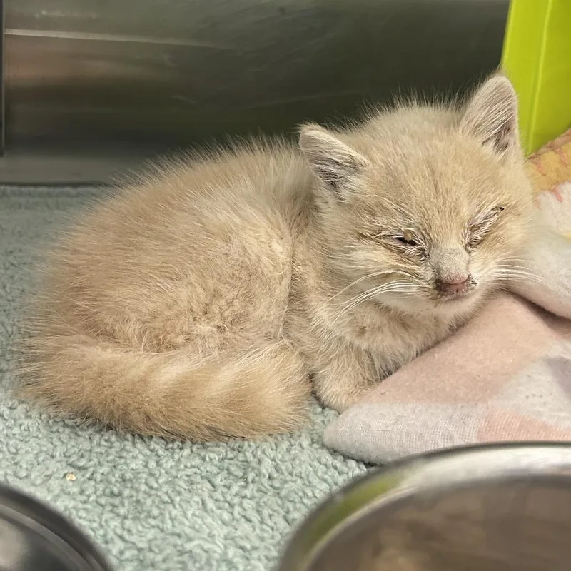 A baby small-sized male Buff / Tan / Fawn Domestic Short Hair cat named Patrick for adoption in Emporia, KS