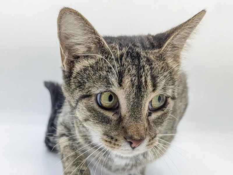 A young small-sized female Domestic Short Hair cat named Fawn for adoption in Powell, OH