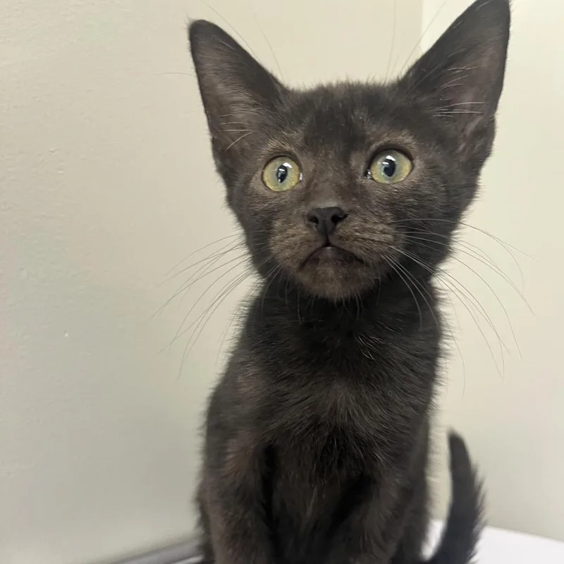 A baby small-sized male Black Domestic Short Hair cat named Reggie for adoption in Columbiana, AL