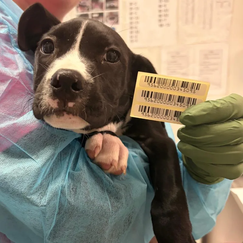 A baby small-sized female Black Mixed Breed dog named Ayrshire for adoption in Charleston, WV