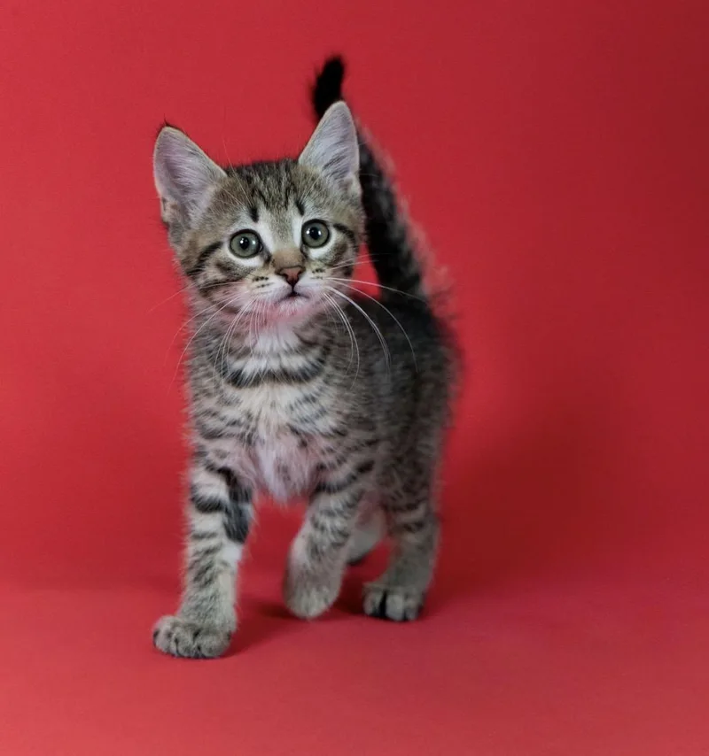 A young small-sized male Tabby (Buff / Tan / Fawn) Domestic Short Hair cat named Buzz for adoption in Little Falls, MN