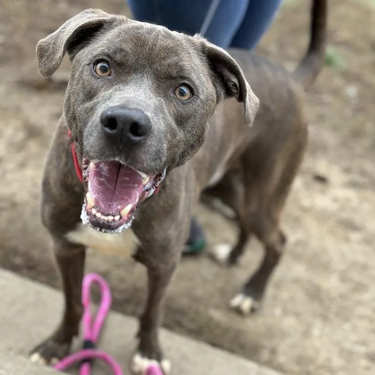 An adult large-sized male Brown / Chocolate Labrador Retriever dog named Blu for adoption in Marshalltown, IA
