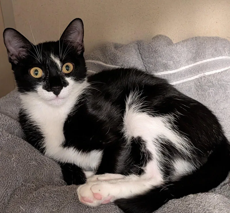 A young medium-sized female Black & White / Tuxedo Domestic Short Hair cat named Pepper for adoption in Pompano Beach, FL